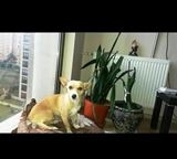 HER YERDE KAYIP KÖPEĞİNİ ARIYOR Balıkesir’in Ayvalık ilçesinin dünyaca ünlü Sarımsaklı Plajlarıyla tanınan Küçükköy Mahallesinin