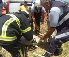 KUYUYA DÜŞEN KEÇİYİ İTFAİYE KURTARDI Balıkesir’in Burhaniye ilçesi Ören Mahallesi Ayaklı Mevkiinde kuyuya düşen keçi