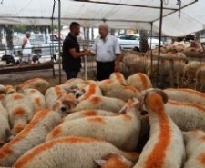 EBK’NIN KALAN KURBANLIKLARI SATIN ALACAĞINI DUYURMASI BİLE KURBAN SATICILARINI MEMNUN ETMEDİ Balıkesir’in Ayvalık ilçesinde, Kurban Bayramı öncesinde açılan Kurban Pazarı’nda satış