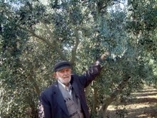 BURHANİYE DE GEMLİK ZEYTİNİ BOL ANCAK FİYATI DÜŞÜK Türkiye’nin en önemli zeytin üretim merkezlerinden Balıkesir’in Burhaniye ilçesinde zeytin