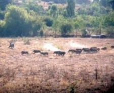 AÇ KALAN DOMUZLAR İNSANLARA SALDIRMAYA BAŞLADI Balıkesir’in Ayvalık ilçesinde köylüler, ekili alanlarına zarar veren yaban domuzlarına