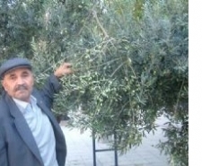 YAĞMUR ZEYTİNCİYİ SEVİNDİRDİ Ege ve Marmara bölgesinin değişik yerlerinde zarara yol açan yağmurlar,