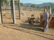 BAŞIBOŞ HAYVANLARA ALMAN BARINAĞI Balıkesir’in Burhaniye ilçesine bağlı Tahtacı köyünde, Alman Pro Animale Hayvanları