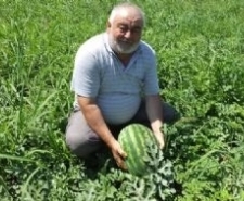 BURHANİYE’ DE YERLİ KARPUZ ÇIKTI Balıkesir’in Burhaniye ilçesinde, her geçen gün değişik bölgelerden gelen karpuzlar
