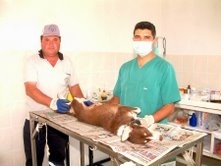 Balıkesir’in Burhaniye ilçesinde, sahipsiz köpekler belediye tarafından kısırlaştırılıyor.   Köpek