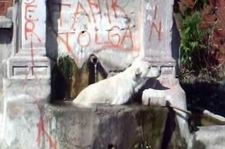 AYVALIK’TA SOKAK KÖPEĞİ İSTİLASI Balıkesir’in Ayvalık ilçesinde başı boş köpek istilası yaşanıyor.
