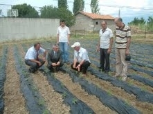 Balıkesir’in Burhaniye ilçesinde, ana vatanı Paraguay ve Brezilya olan, halk