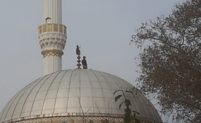  Bursa (iha) - Bursa'da Yüzlerce Yavru Leyleğin Dünyaya Geldiği