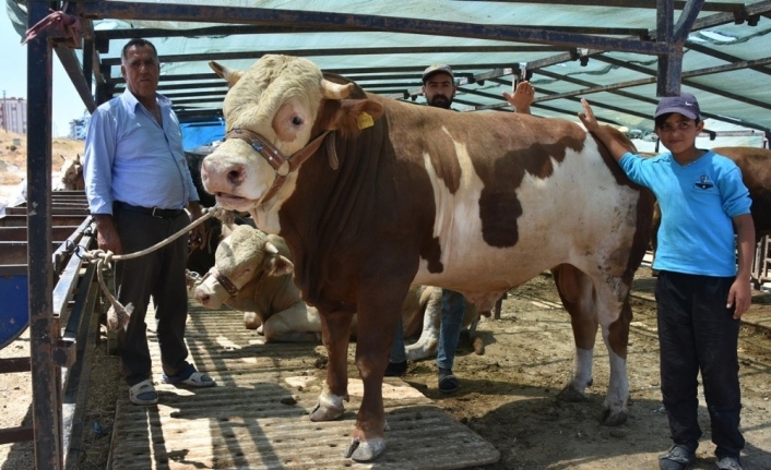  Kurban Bayramına Sayılı Günler Kalırken, İzmir'in Aliağa İlçesinde De