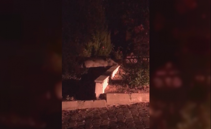Balıkesir’in Edremit İlçesinde Yiyecek Bulamayan Yaban Domuzları Yazlıkçılara Dadandı. 