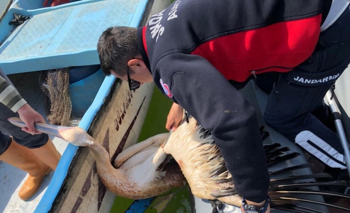 Bursa’da ağlara takılan bir pelikan devriye gezen jandarma ekipleri tarafından