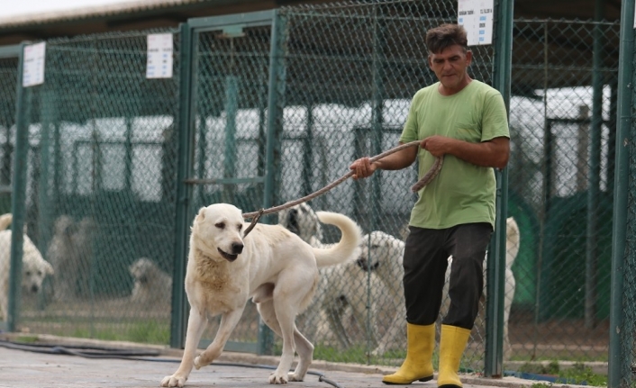  Akbaş Köpekleritigemin Gözdesi