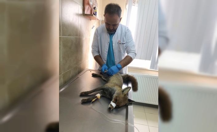  Osmangazi Belediyesi Çevre Koruma Ve Kontrol Müdürlüğü Ekipleri, Uludağ