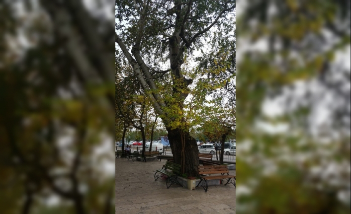 Balıkesir'in Bandırma İlçesinde Tarihi Haydar Çavuş Camii Bahçesinde Bulunan Asırlık