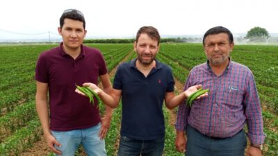  Yenişehir Biberinin İlk Hasadı Başladı