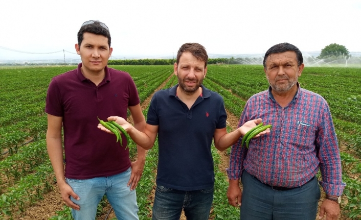  Yenişehir Biberinin İlk Hasadı Başladı