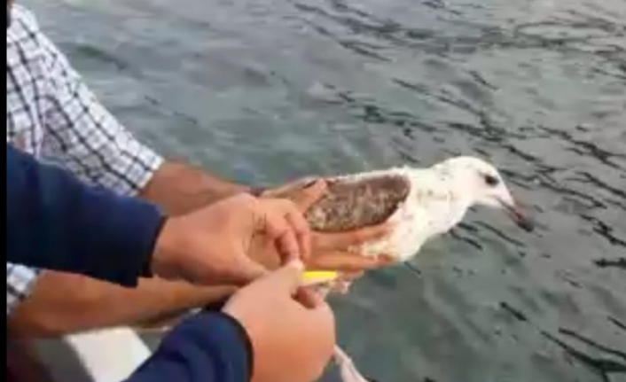  Bursa’nın Mudanya İlçesinde Ayağına Kanca Takıldığı İçin Denize Düşen
