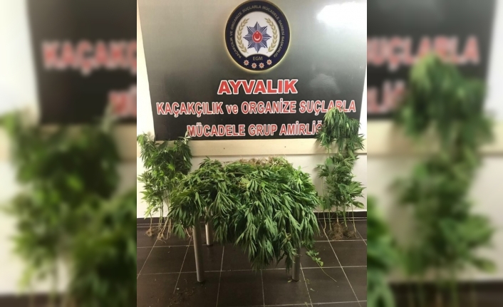 Balıkesir'in Ayvalık İlçesinde Polisin Düzenlediği Operasyonda Bir Çiftlikte Hint Keneviri