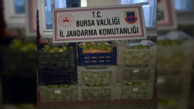  Bursa'nın İnegöl İlçesinde Bir Bahçeden Çalinan Yaklaşık 300 Kilogram