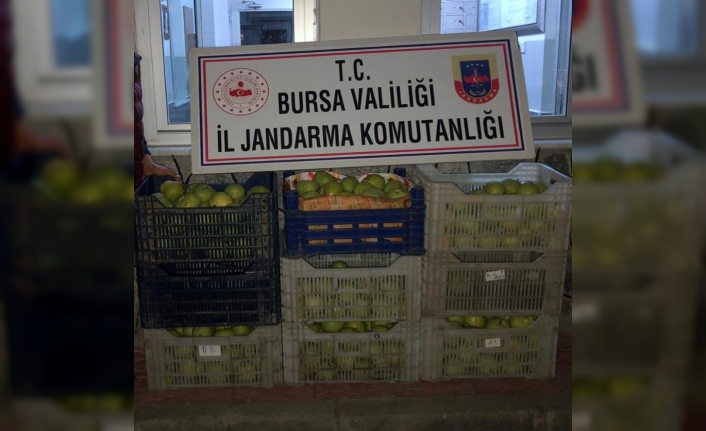  Bursa'nın İnegöl İlçesinde Bir Bahçeden Çalinan Yaklaşık 300 Kilogram
