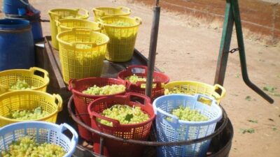  Çekirdeksiz Kuru Üzümün Üreticisi, Tüccarı, İhracatçisi Olmak Üzere Tüm