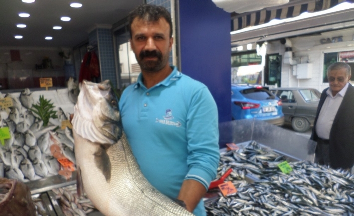  Bursa'nın Mudanya İlçesinde Balıkçının Ağlarına 10 Kiloluk Levrek Balığı