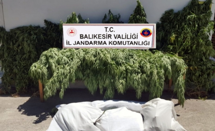  Balıkesir'in Bigadiç İlçesinde 23 Kilo Esrar Ve 200 Kök