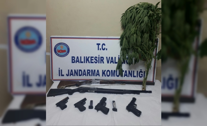  Balıkesir'de Evinde Kenevir Kenevir Yetiştiren Kişi Jandarma Tarafından Yakalandı.