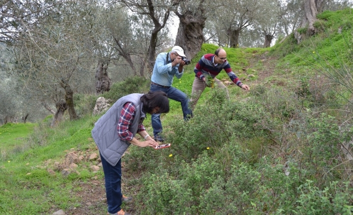 Bandırma Ve Çevresinde Tıbbi Ve Aromatik Bitkileri Araştırıldı