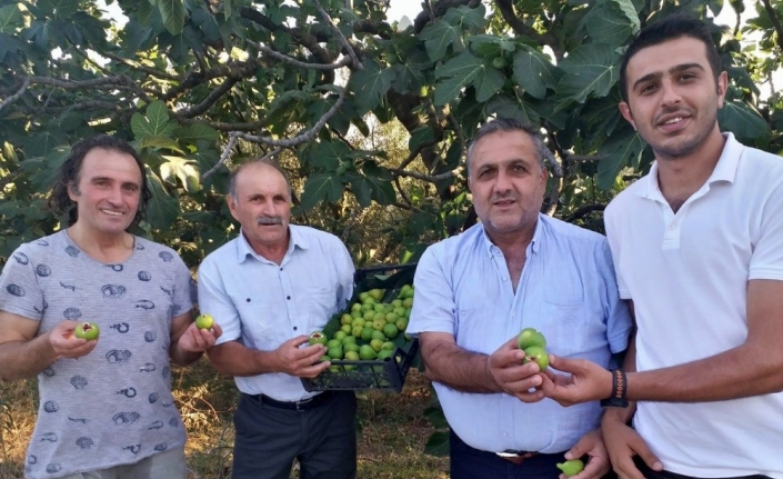 Mudanya İlçesinde Yılın İlk Taze Beyaz İncir Hasadı Yapıldı.