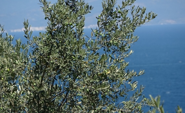  Bursa'da Zeytin Üreticileri Ağaçlarına Kimyasal Zehir Atmayı Bırakıp Kaolin
