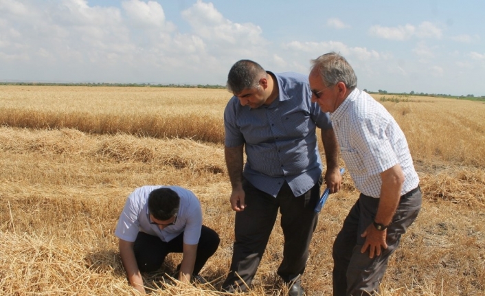  Buğday Hasadında Tarlalarda Dane Kaybına Karşı Denetim Yapılıyor