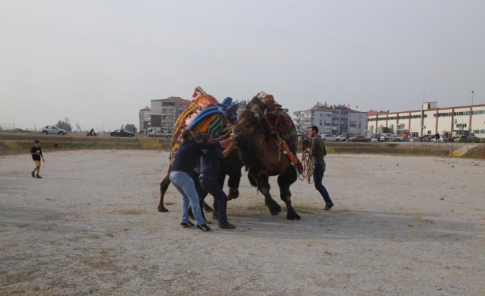  Balıkesir’in Burhaniye Deveciler Derneği Tarafından Yapılan Ve Burhaniye Deve