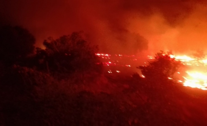Balıkesir’in Burhaniye ilçesinde bir mandalina bahçesi 3 hafta aradan sonra