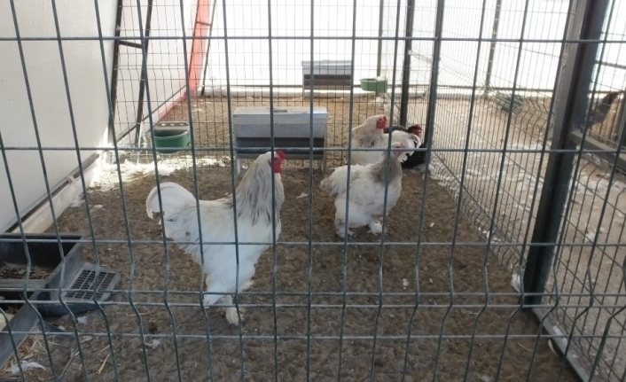  Tavuklar