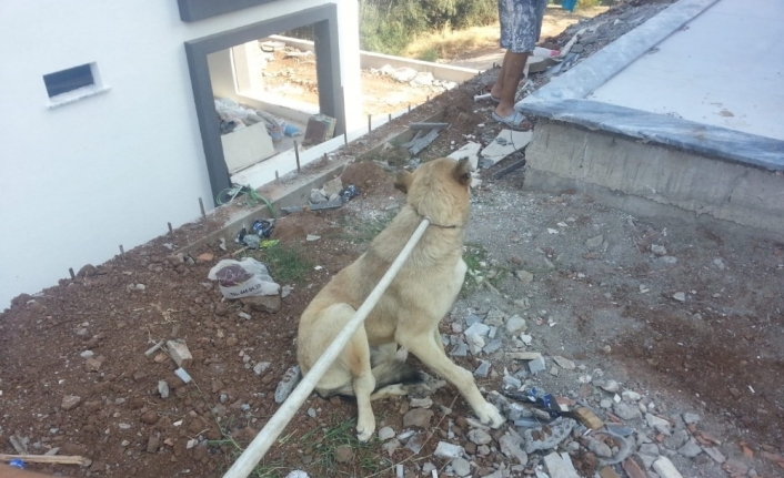 Burhaniye ilçesinde inşaat havuzuna düşen köpeği itfaiye kurtardı. Köpek kurtarma