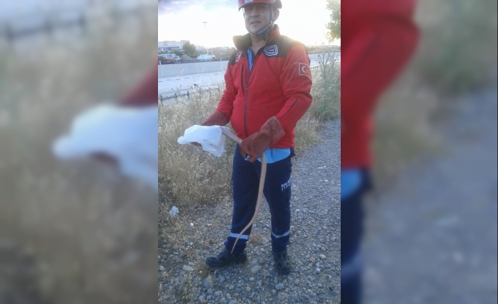 Burhaniye ilçesinde, eve giren yılan itfaiye ekiplerince yakalandı. Yılan doğal