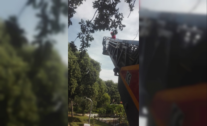 Burhaniye ilçesinde, meşe ağaçlarının arasındaki naylon iplere asılı kalan ebabil