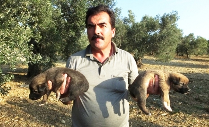 Veysel Kaplan Kuyruksuz Köpek Yavruları İle