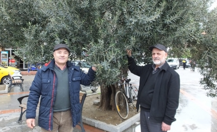 Türkiye’nin en önemli zeytin üretim merkezlerinden Balıkesir’in Burhaniye ilçesinde, bir