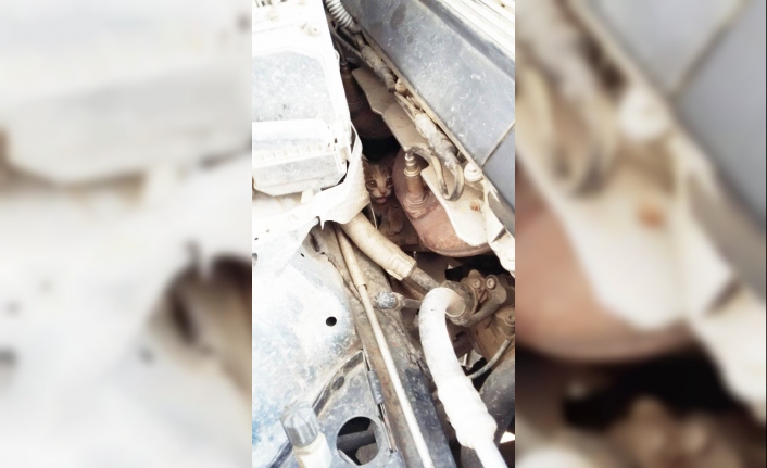  Kedi Aracın Motoruna Girdi