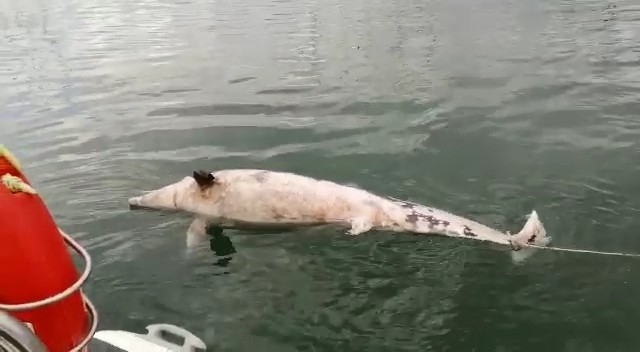  Bursa'da Deniz Suyu Üzerinde Ölü Yunus Bulundu. Vatandaşların İhbari