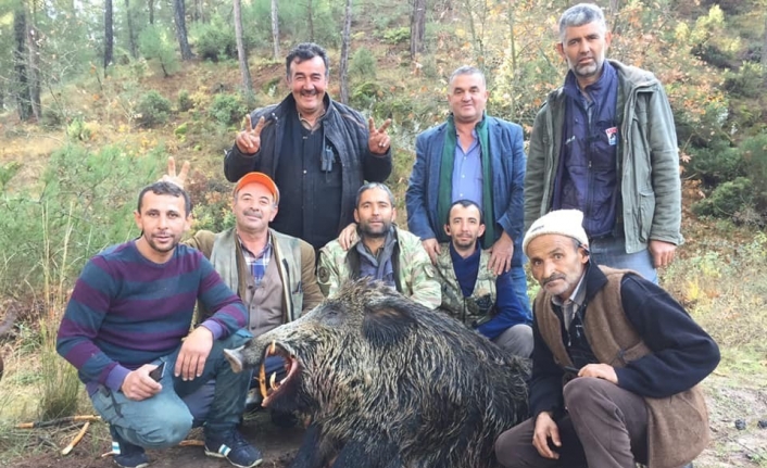  Bursa’nın Dağ İlçelerinde Domuz Şoku! Avcılar Büyükorhan’da 310, Harmancık’ta