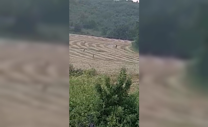  Bursa Karacabey'de Yıllar Sonra İlk Kez Bir Vaşak Kayda