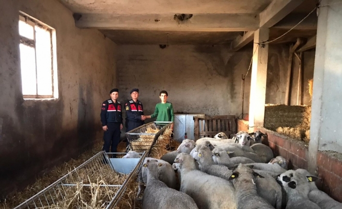  Balıkesir'de Çalinan 20 Koyunu Jandarma Ekipleri Titiz Arama Sonucu