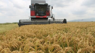  Türkiye'nin Önemli Çeltik Üretim Merkezlerinden Olan Balıkesir’in Manyas İlçesinde