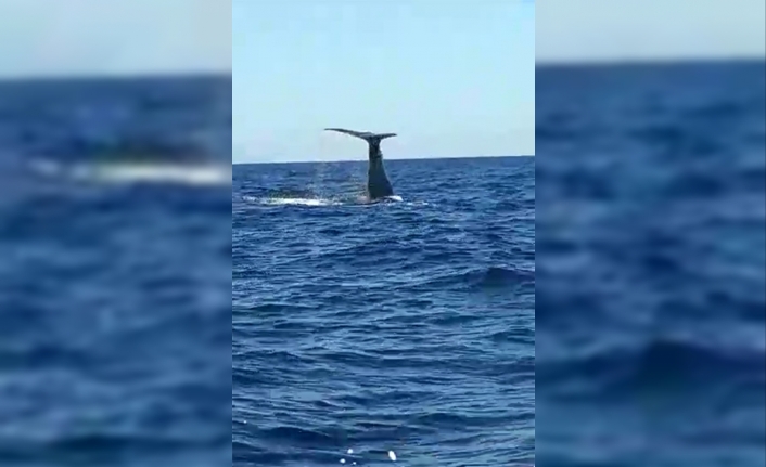 İzmir Alaçatı Açıklarında Balina Ve Yavrusu Görüldü