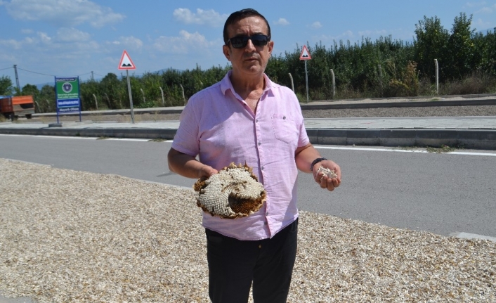  Çin Çekirdeğinin Türkiye Girmesiyle Birlikte İnegöl Alası Olarak Marka