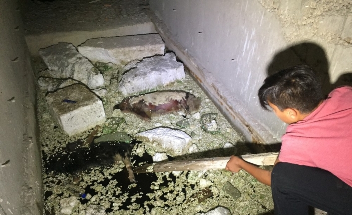 Bursa’da inşaat halindeki bir binanın asansör boşluğunda bulunan iki köpeğin