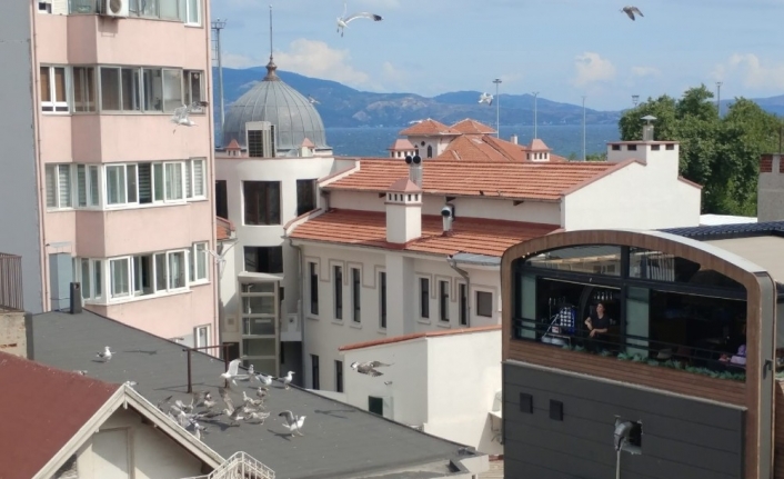 Martılar Simidi Havada Kapıyor